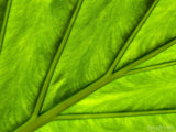 green abstract leaf background green abstract leaf background