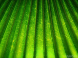 palm sunday abstract palm branch palm sunday abstract palm branch