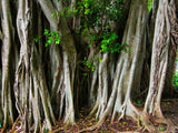 a group of aerial tree roots a group of aerial tree roots