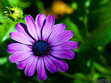 purple African daisy purple African daisy