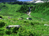 green alpine mountain meadow green alpine mountain meadow