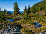 summer backgrounds alpine pools trees bushes summer backgrounds alpine pools trees bushes