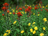 red and yellow alpine wild flowers red and yellow alpine wild flowers