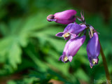 spring backgrounds purple amethyst spring backgrounds purple amethyst