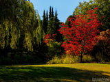 fall autumn landscape with red and green trees fall autumn landscape with red and green trees