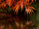 autumn reflection still water orange maple leaves background autumn reflection still water orange maple leaves background