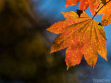 autumn backgrounds single orange leave autumn backgrounds single orange leave