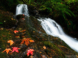 Colors of Fall Colors of Fall
