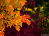 yellow leaves of fall on a red background yellow leaves of fall on a red background
