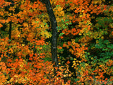 dark trunk colorful leaves autumns paint dark trunk colorful leaves autumns paint