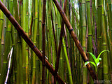 bamboo forest and young shoots bamboo forest and young shoots