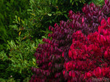 beautiful layered red bushes in fall color with green background beautiful layered red bushes in fall color with green background