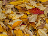 fall backgrounds bed of leaves yellow  fall backgrounds bed of leaves yellow