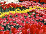 bed of red and yellow tulips bed of red and yellow tulips