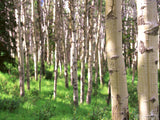 tree trunk view of birch forest tree trunk view of birch forest