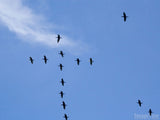 birds in flight create cross shape birds in flight create cross shape