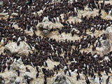 large group of seaside birds on the rocks large group of seaside birds on the rocks