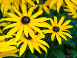 summer background of black eyed susans summer background of black eyed susans