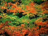 red green yellow fall colors blended together red green yellow fall colors blended together