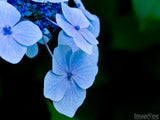 closeup of blue hydrangea flowers closeup of blue hydrangea flowers