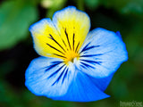 blue violet pansy flower blue violet pansy flower
