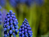 spring backgrounds bonnie blue bonnet on green spring backgrounds bonnie blue bonnet on green