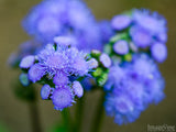 bouquet of wild purple flowers bouquet of wild purple flowers