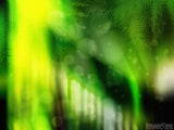 christmas branches in light on green background christmas branches in light on green background