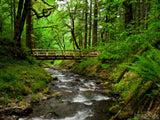 gentle creek flowing under a woodland bridge gentle creek flowing under a woodland bridge