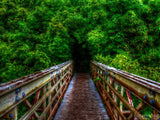 bridge to a forest of bamboo  bridge to a forest of bamboo