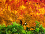 fall backgrounds burning bush orange red tree leaves green base fall backgrounds burning bush orange red tree leaves green base