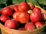 red bushel of apples in basket red bushel of apples in basket