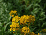 a group of buttercups on a green background a group of buttercups on a green background