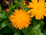 calendula yellow daisy calendula yellow daisy