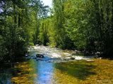 a clam creek with green trees a clam creek with green trees
