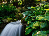 a cascading waterfall with big green leaves a cascading waterfall with big green leaves