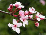 closeup of cherry blossom branch closeup of cherry blossom branch