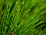 christmas background christmas evergreen branch closeup christmas background christmas evergreen branch closeup