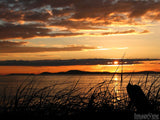 background of sun grass on the coast of wonder background of sun grass on the coast of wonder
