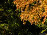 color splash of fall yellow on green color splash of fall yellow on green
