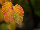 fall colored branch on dark background fall colored branch on dark background