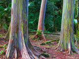 colorful bark on rainbow trees colorful bark on rainbow trees