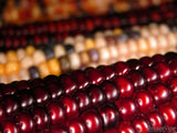 colorful Indian corn red yellow colorful Indian corn red yellow