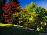 colorful maple trees in fall colors colorful maple trees in fall colors