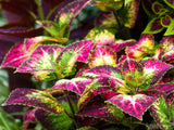 colorful foliage colorful foliage