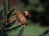 close up view of cone on a branch close up view of cone on a branch