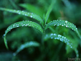 grass blades covered in dew grass blades covered in dew