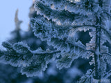 tree branches covered in snow tree branches covered in snow