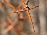 a background of thorns creates a cross a background of thorns creates a cross