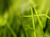 grass blade background create a cross grass blade background create a cross